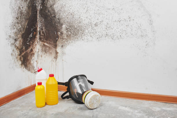 Best Home Mold Removal  in Prudhoe Bay, AK