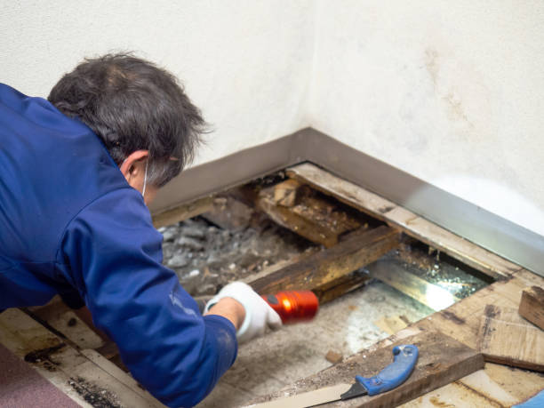 Best Water Damage Restoration  in Prudhoe Bay, AK