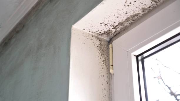 Trusted Prudhoe Bay, AK Mold Removal Experts