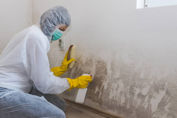Best Toxic Mold Removal  in Prudhoe Bay, AK