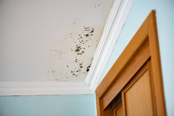 Best Mold Cleaning Services  in Prudhoe Bay, AK
