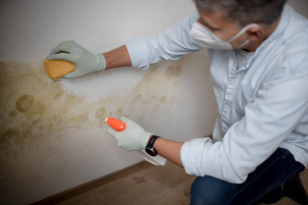 Mold Removal Process in Prudhoe Bay, AK