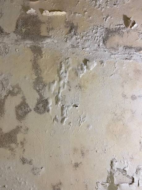 Best Black Mold Removal  in Prudhoe Bay, AK