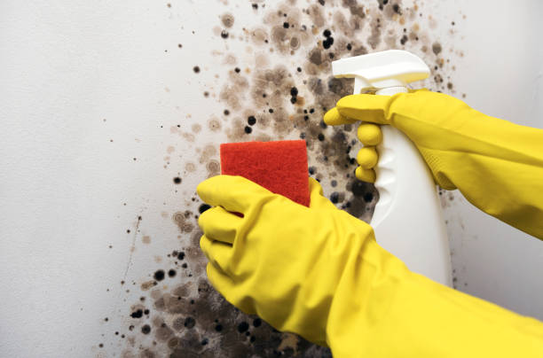 Best Mold Removal Company Near Me  in Prudhoe Bay, AK