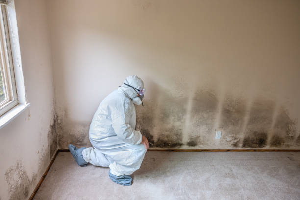 Best Mold Damage Repair  in Prudhoe Bay, AK