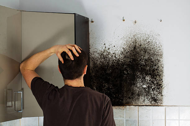 Best Attic Mold Removal  in Prudhoe Bay, AK