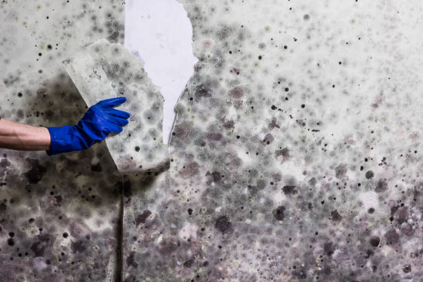 Best Commercial Mold Removal  in Prudhoe Bay, AK