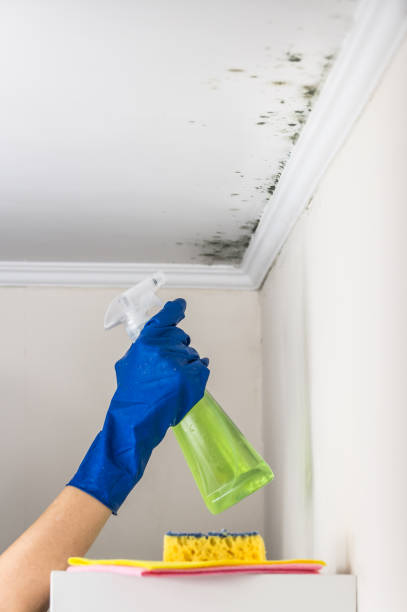 Best Black Mold Removal  in Prudhoe Bay, AK