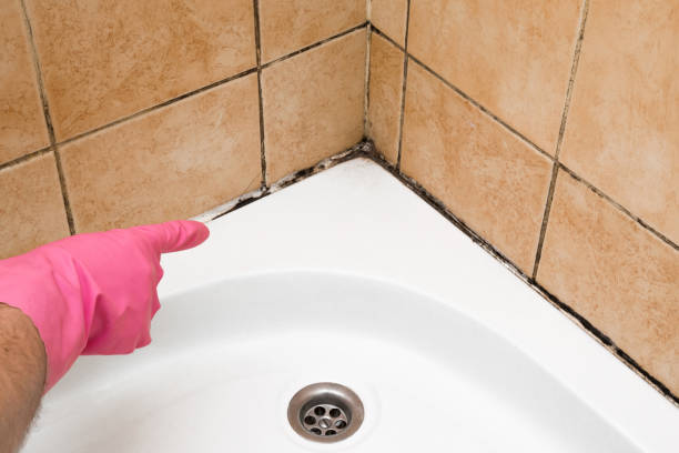 Best Fast Mold Removal  in Prudhoe Bay, AK