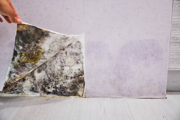 Mold Testing and Removal in Prudhoe Bay, AK